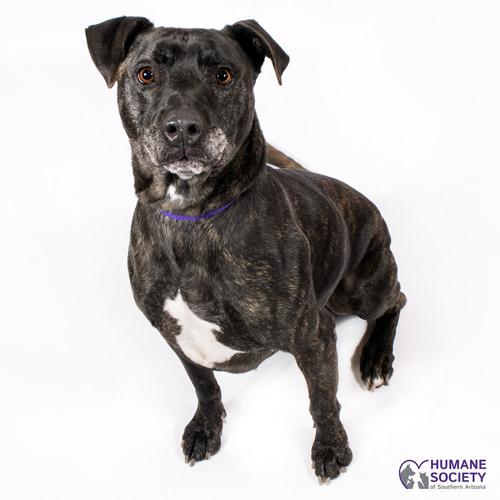 Adopt a friend: Caleb