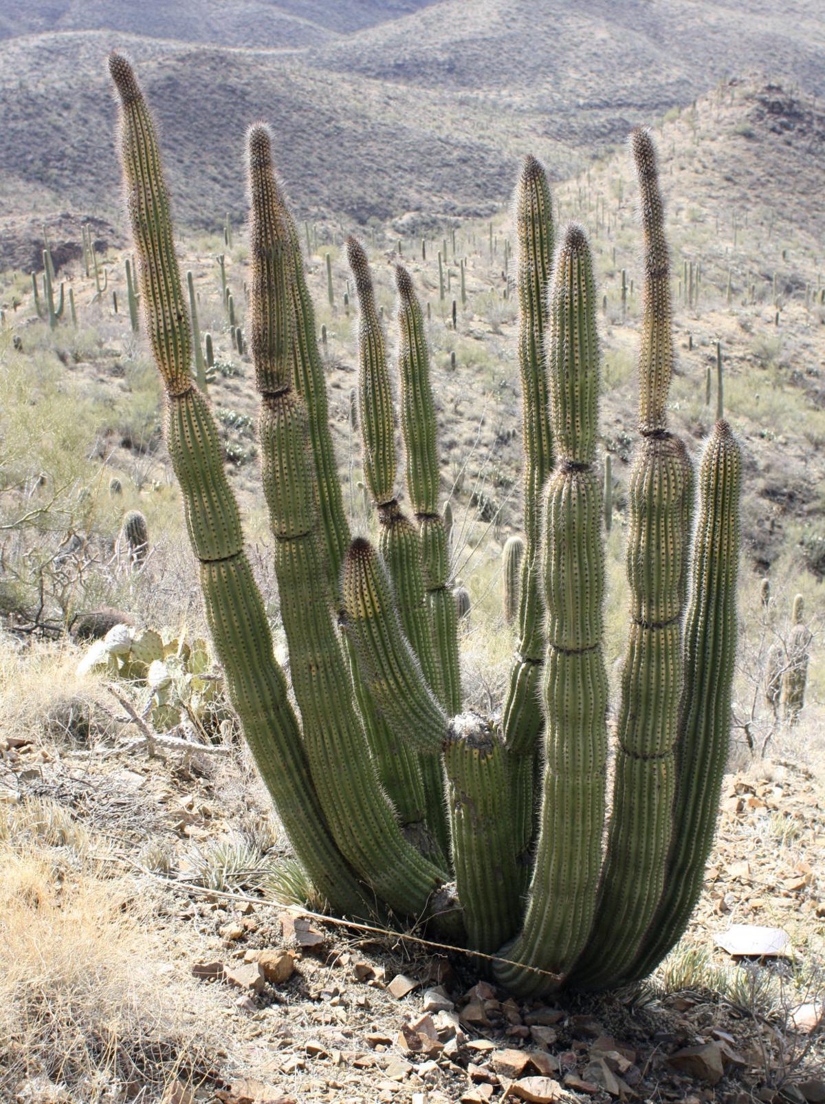 Saguaro National Park boasts more than two dozen cactus