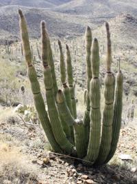 Saguaro National Park boasts more than two dozen cactus species