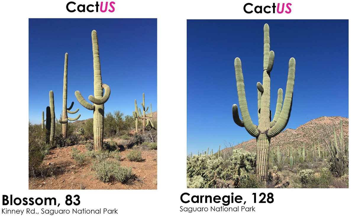 Single saguaros