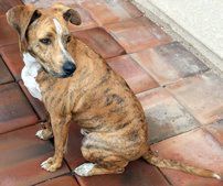 Adopt a friend: Bolt