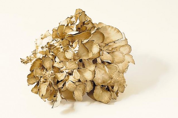 Fungus among us  