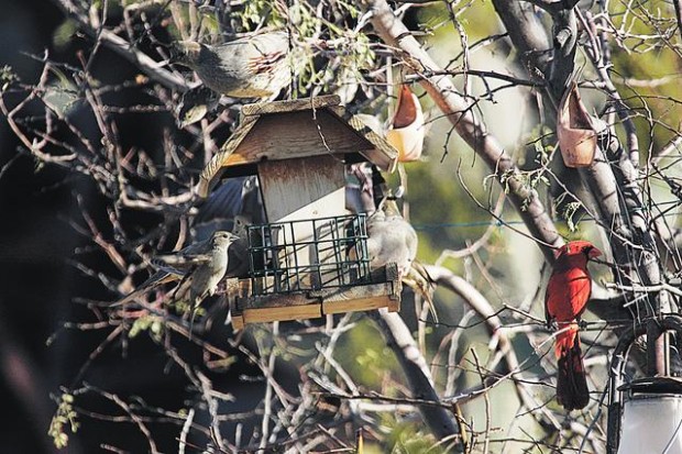 Is It Illegal to Feed Birds in Arizona? Shocking Truth Revealed!