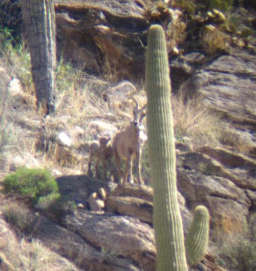 bighorn lions