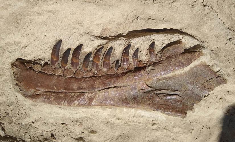 Jaw