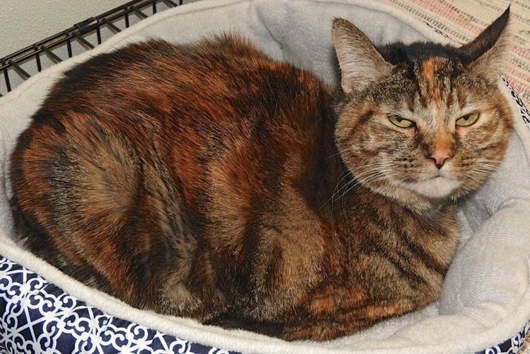 Adopt a friend: Pumpkin