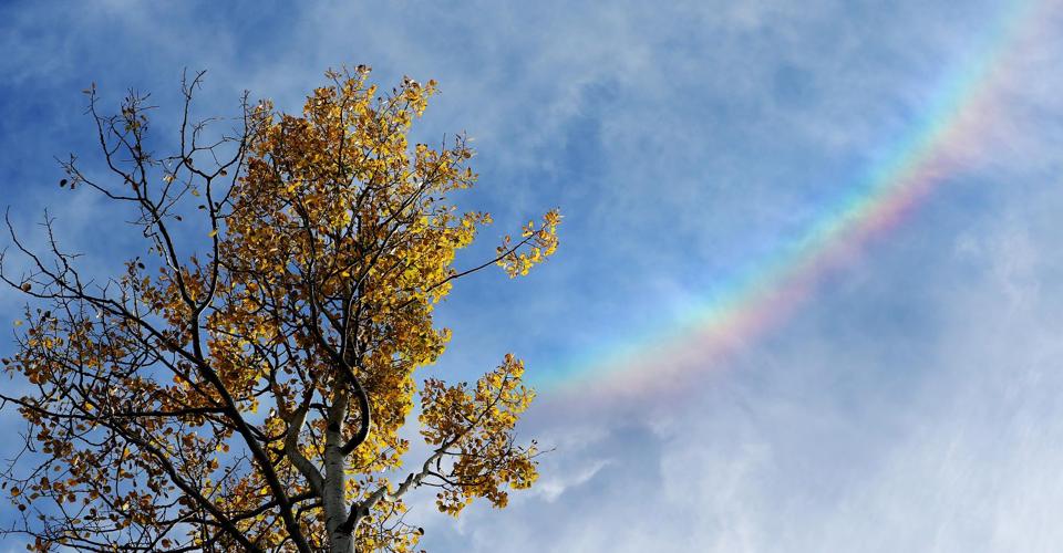 Fall colors on Mount Lemmon
