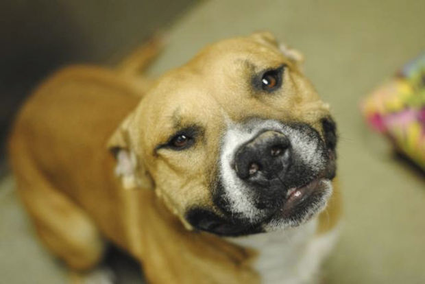 Pima Animal Care Center adoptions