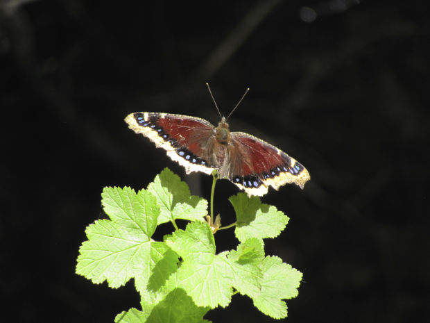 Butterfly in Upper Sabino Canyon