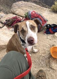 A lost dog named Kanto rescued from cliff in Sabino Canyon