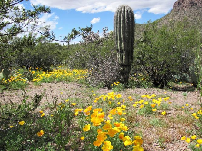 Wildflowers and saguaro