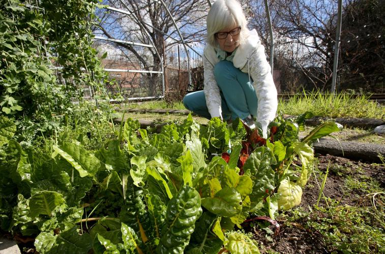 Rillito Bend Neighborhood garden tour