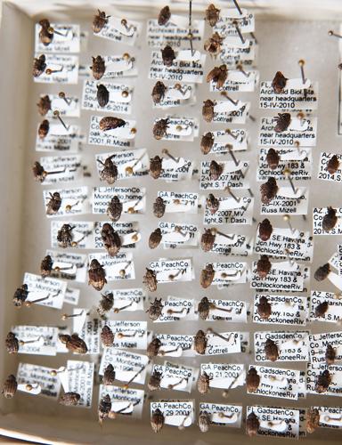 Entomologists Charlie and Lois O'Brien