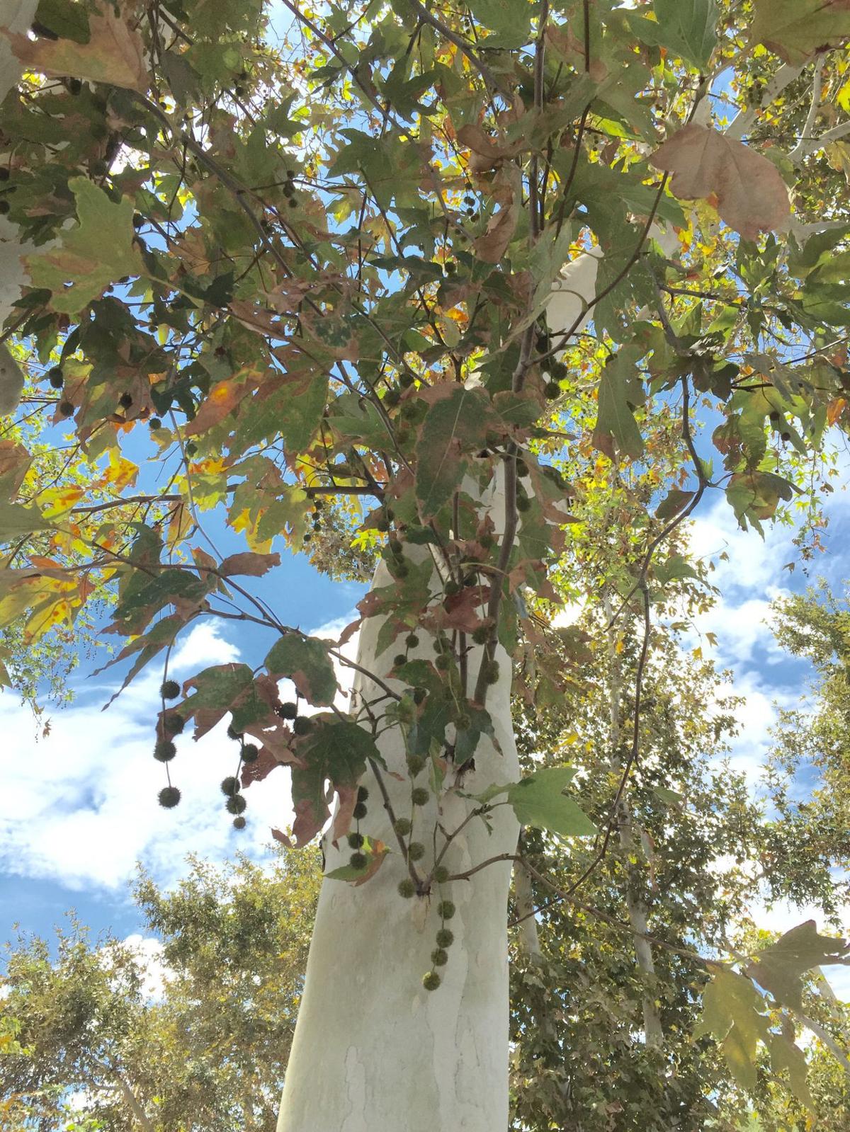 News 4 Tucson >> Sycamore trees have spiky leaves | | tucson.com News 4 Tucson >> Sycamore trees have spiky leaves | | tucson.com