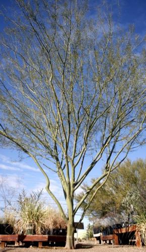 Picking the right tree    