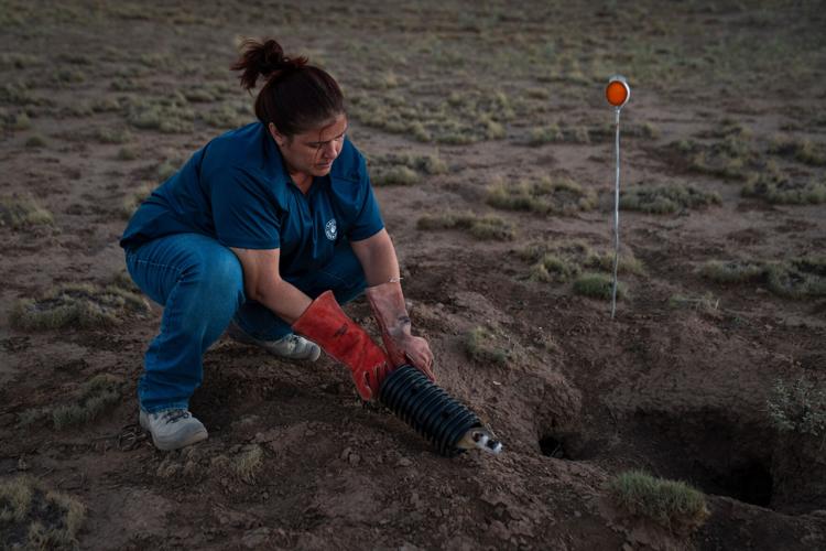 Arizona sends 18 black-footed ferrets into the wild
