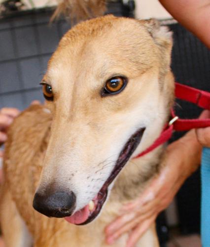 Adopt A Friend: Cosmo