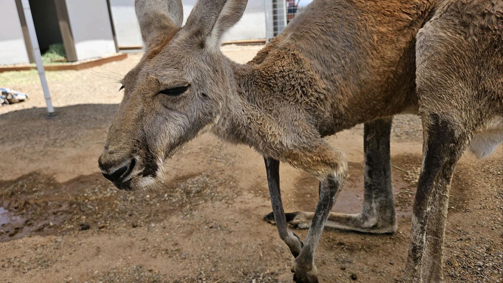 Kangaroo jumps back home to Marana petting zoo - Vimarsana News