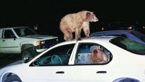 Research Yosemite Bears See Minivans Know It S Chow Time National News Tucson Com