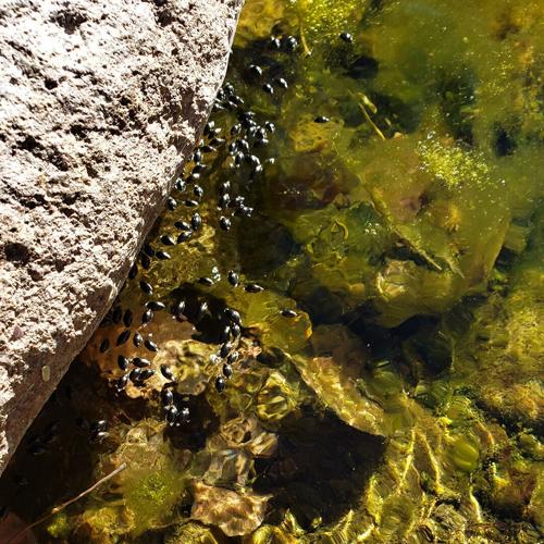 Beyond the Surface: Life Inside a Spring