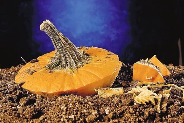 Composting with pumpkin (copy)