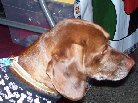 Adopt A Friend: Cocoa