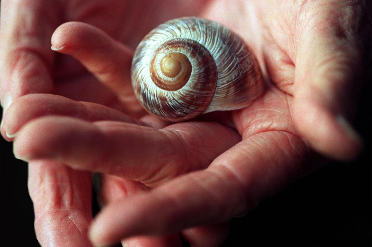 Eat A Snail And Other Weird Wacky Stuff Latest News Tucson Com