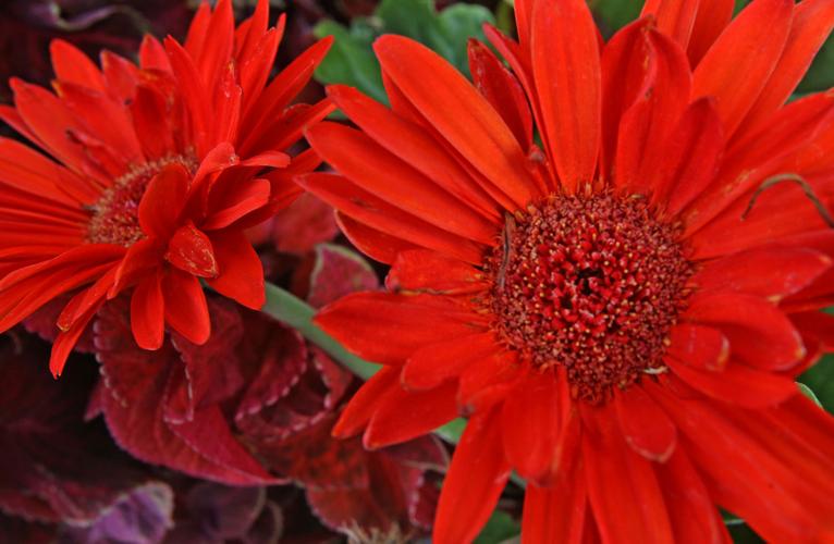 Flowering and edible plants