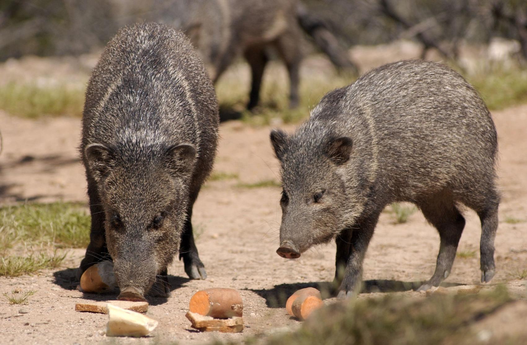 Javelina attacks in Arizona prompt reminder not to feed wildlife
