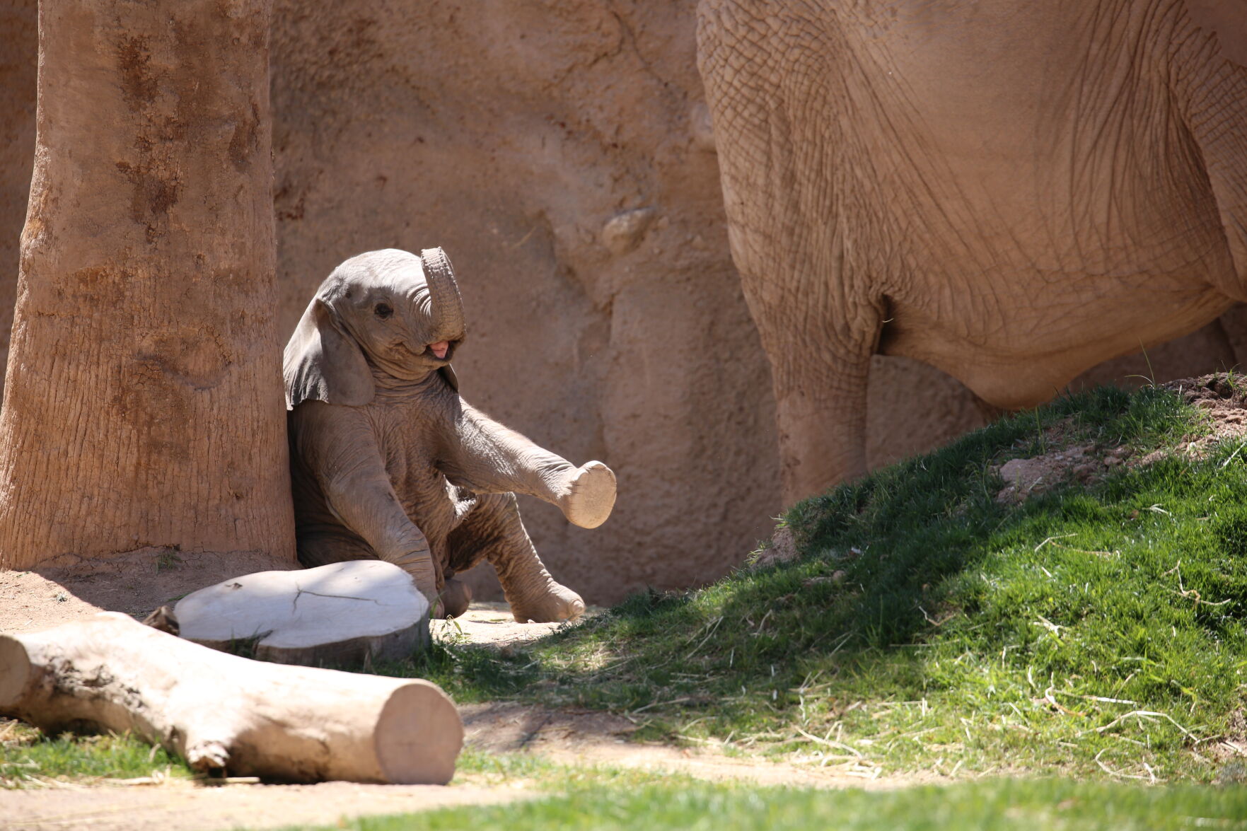 1-month-old elephant at Reid Park Zoo is playing