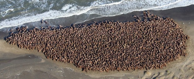 Sea ice gone; walruses come ashore   