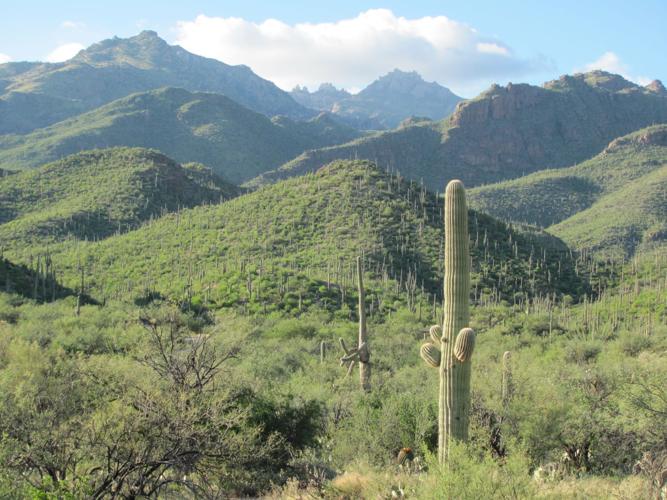 Green slopes in Sabino Canyon