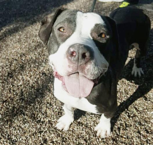 Adopt A Friend: Clara