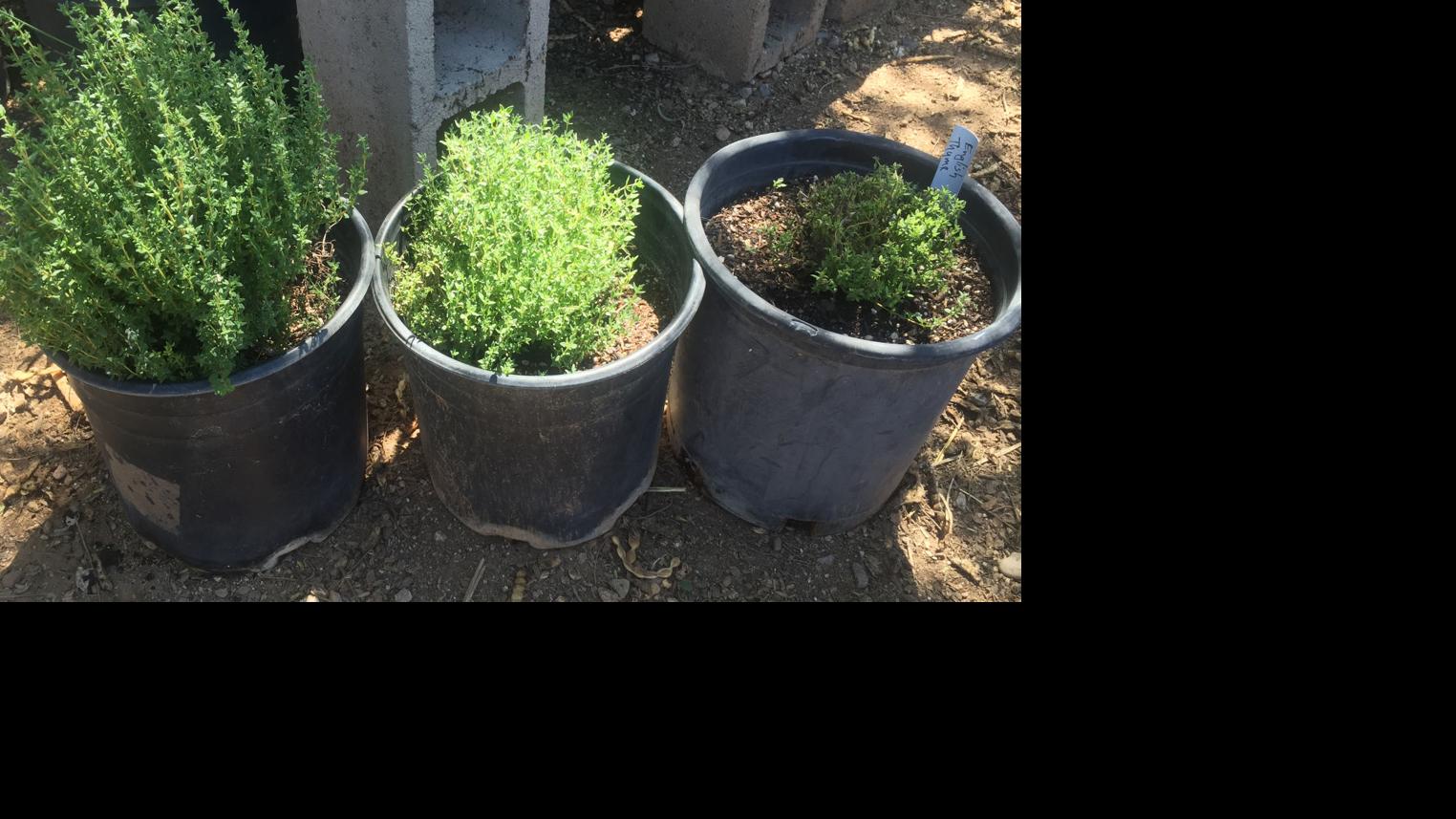 Droughttolerant herbs