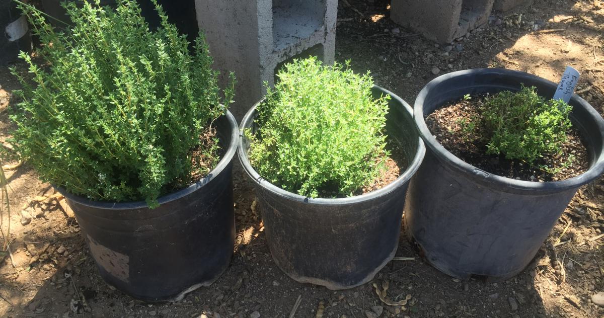 Thyme, with and without a haircut