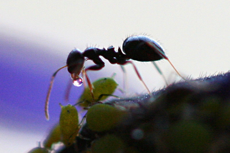 Tiny insects that weaken big pines, swarming seed bugs and 'tons' of