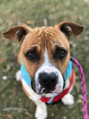 Adopt a friend: Mosley