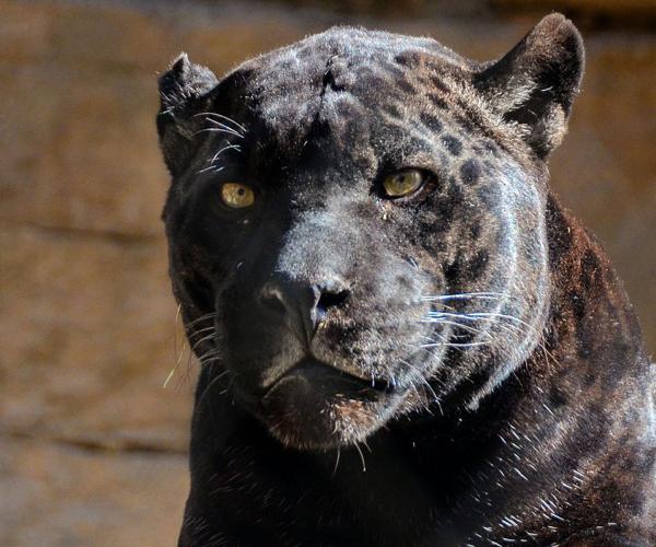 Jaguar blood transfusion