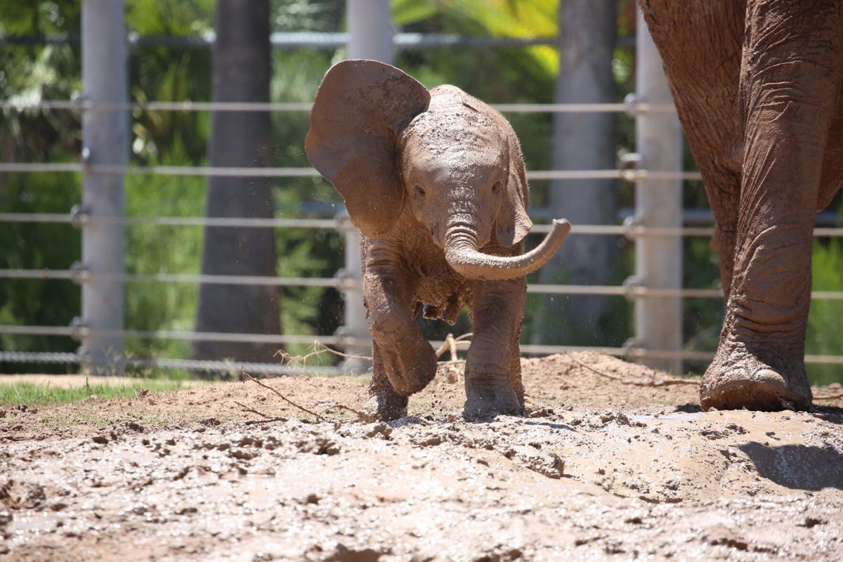 Elephant calf Meru