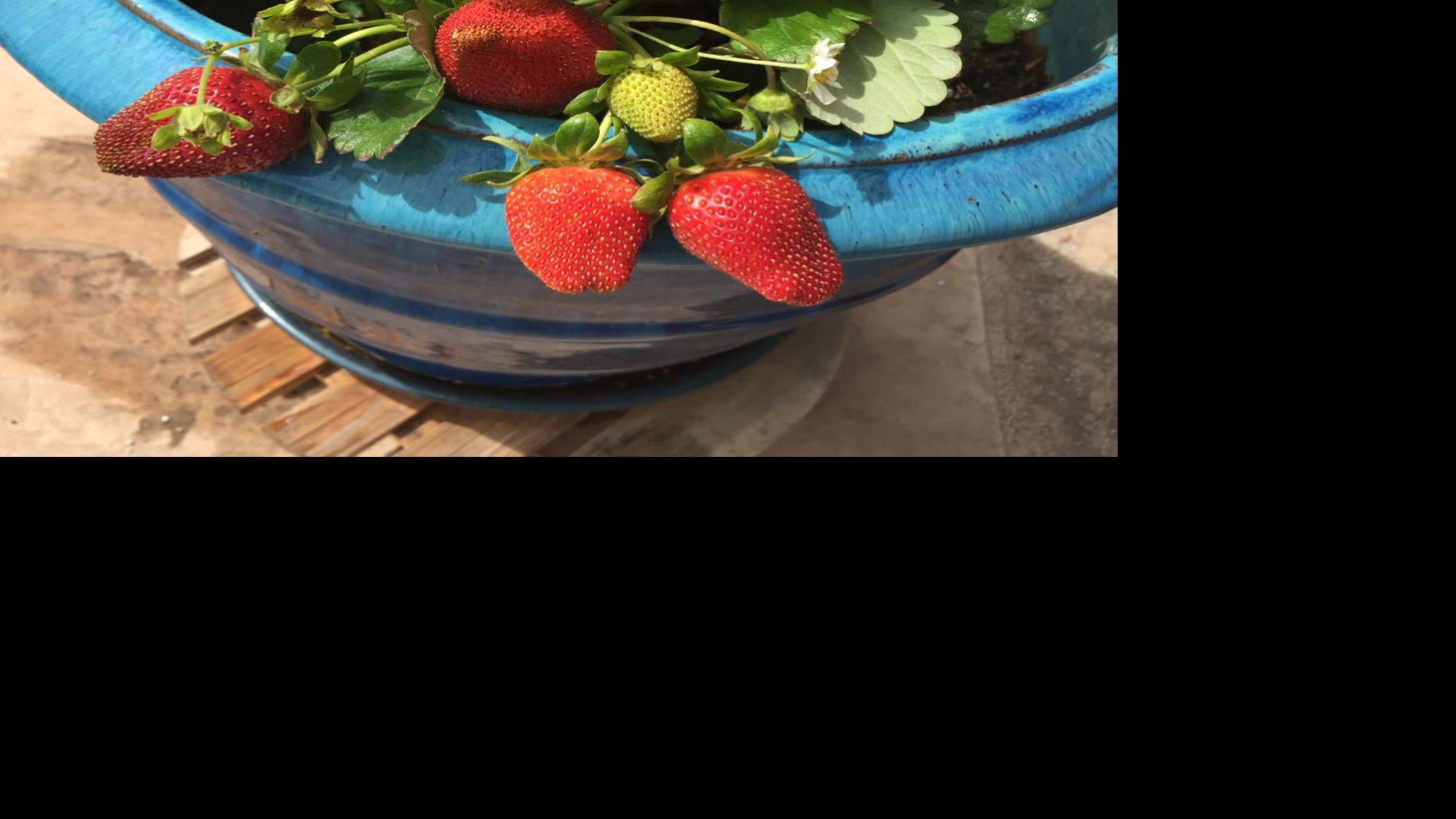 5 tips — and 1 secret — for growing strawberries Galleries