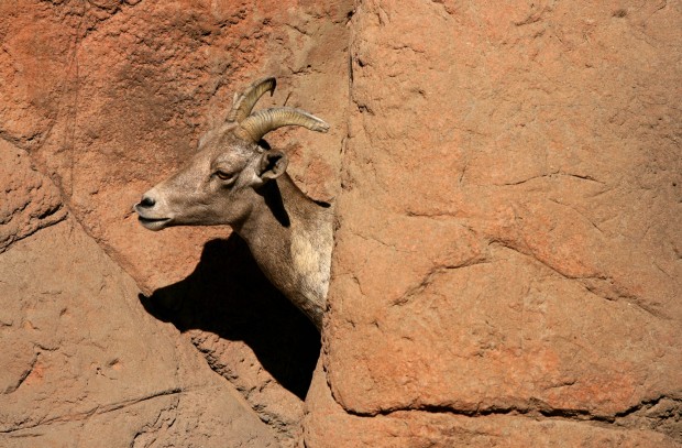 The Arizona-Sonora Desert Museum at 60 years old