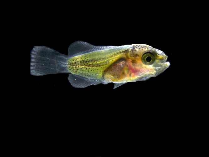 Secret to how quickly clownfish gets its stripes revealed by latest study