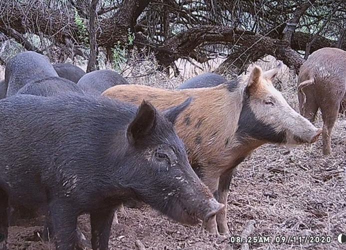 feral hogs