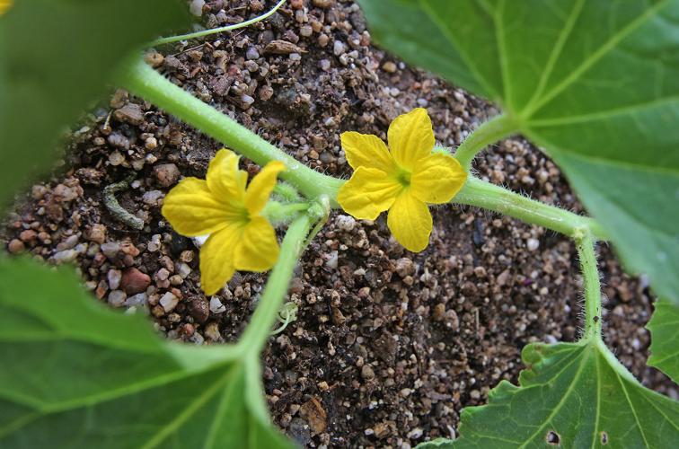 Flowering and edible plants