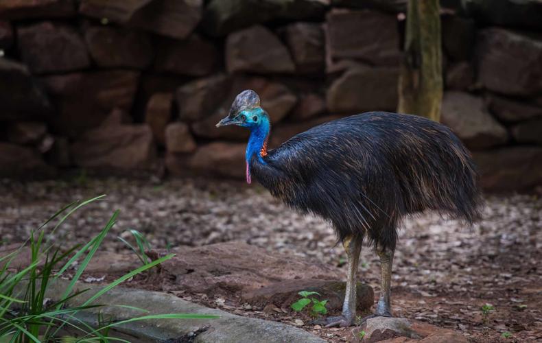 Cassowary bird