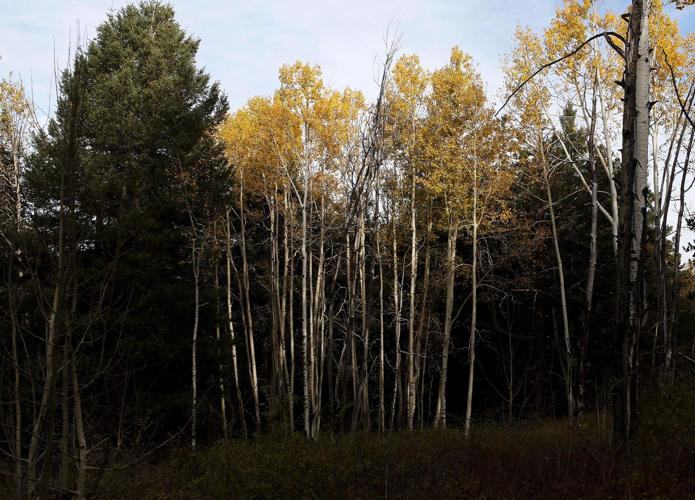 Fall colors on Mount Lemmon