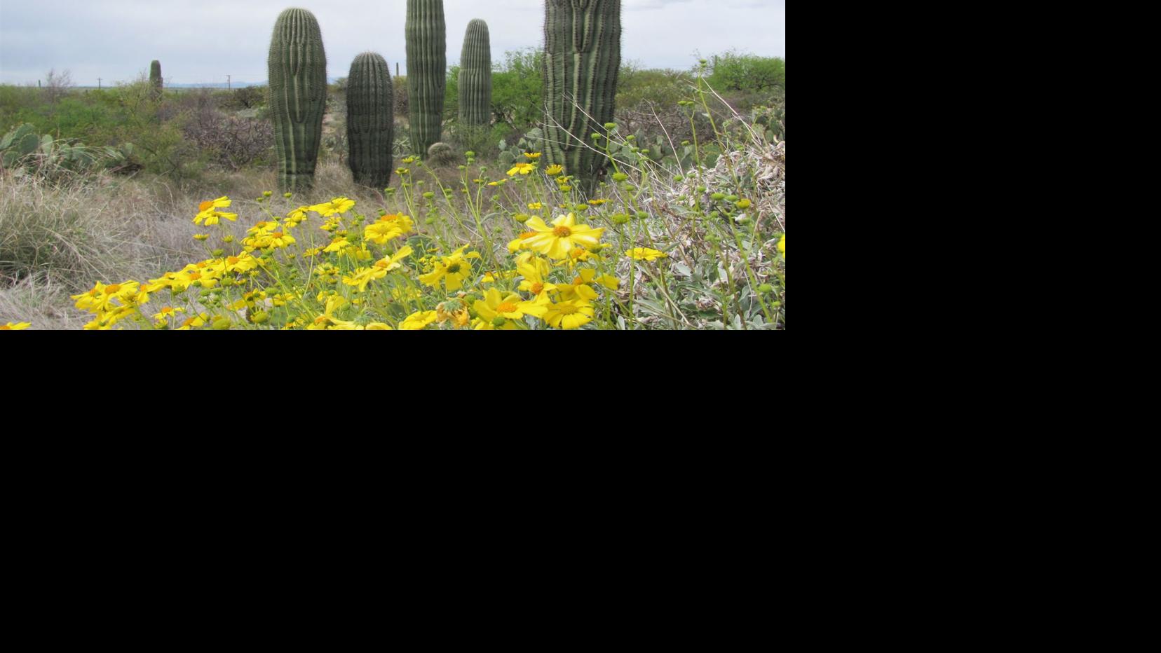 Tucson weather Wind and rain on the way