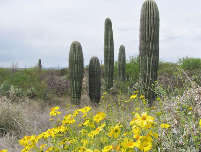 Saguaros and blooms