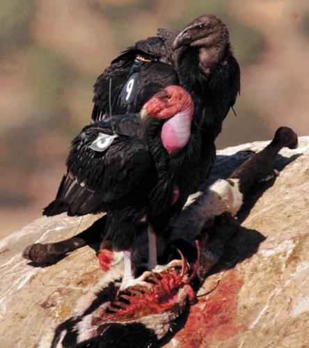 There's hope for giant bird  