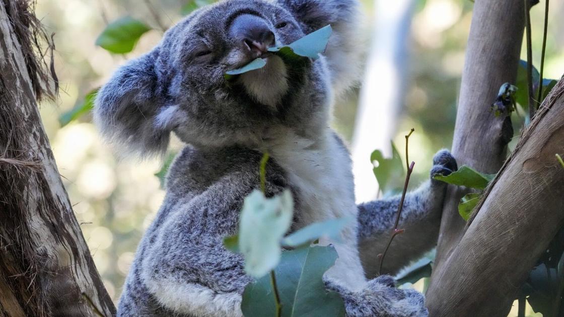 The first wild koalas have been caught and vaccinated against chlamydia in Australia
